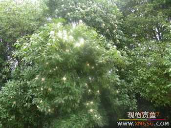 �����Ҷ�