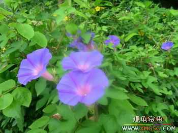 �����Ҷ�