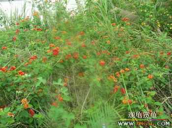 �����Ҷ�