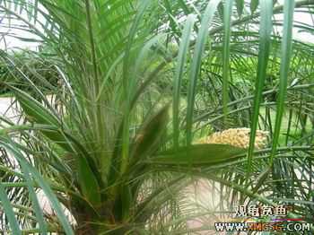 �����Ҷ�