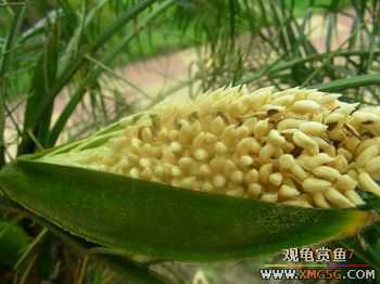 �����Ҷ�