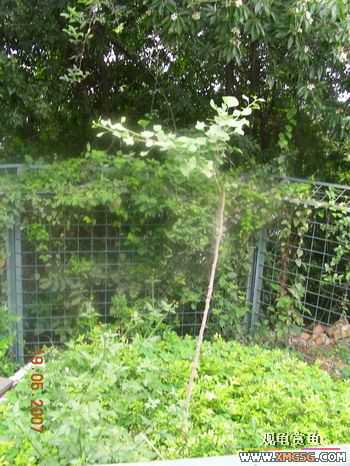 �����Ҷ�