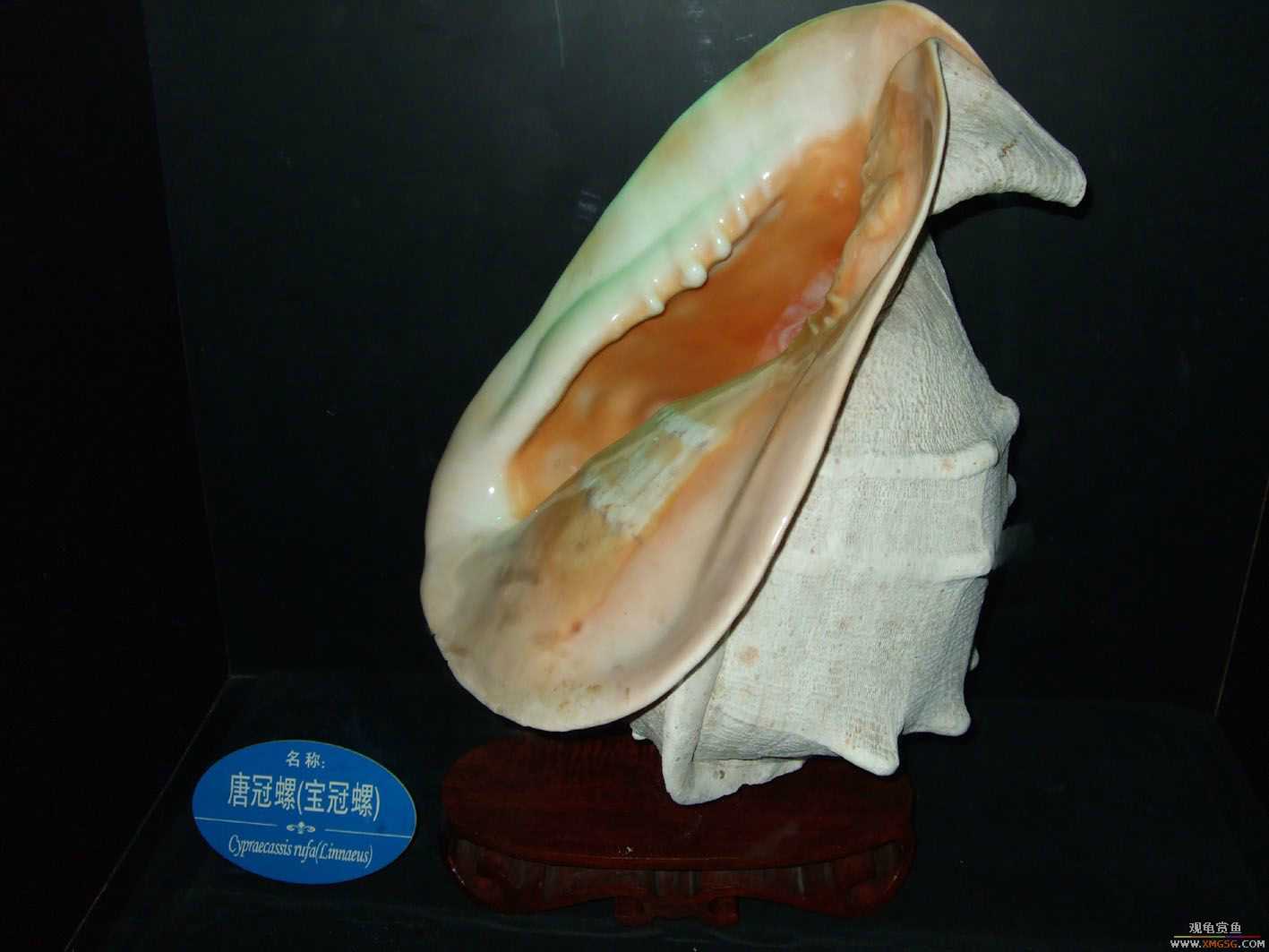 [ԭ��]5.1�ر��ж��㱨---���ں��������μ�