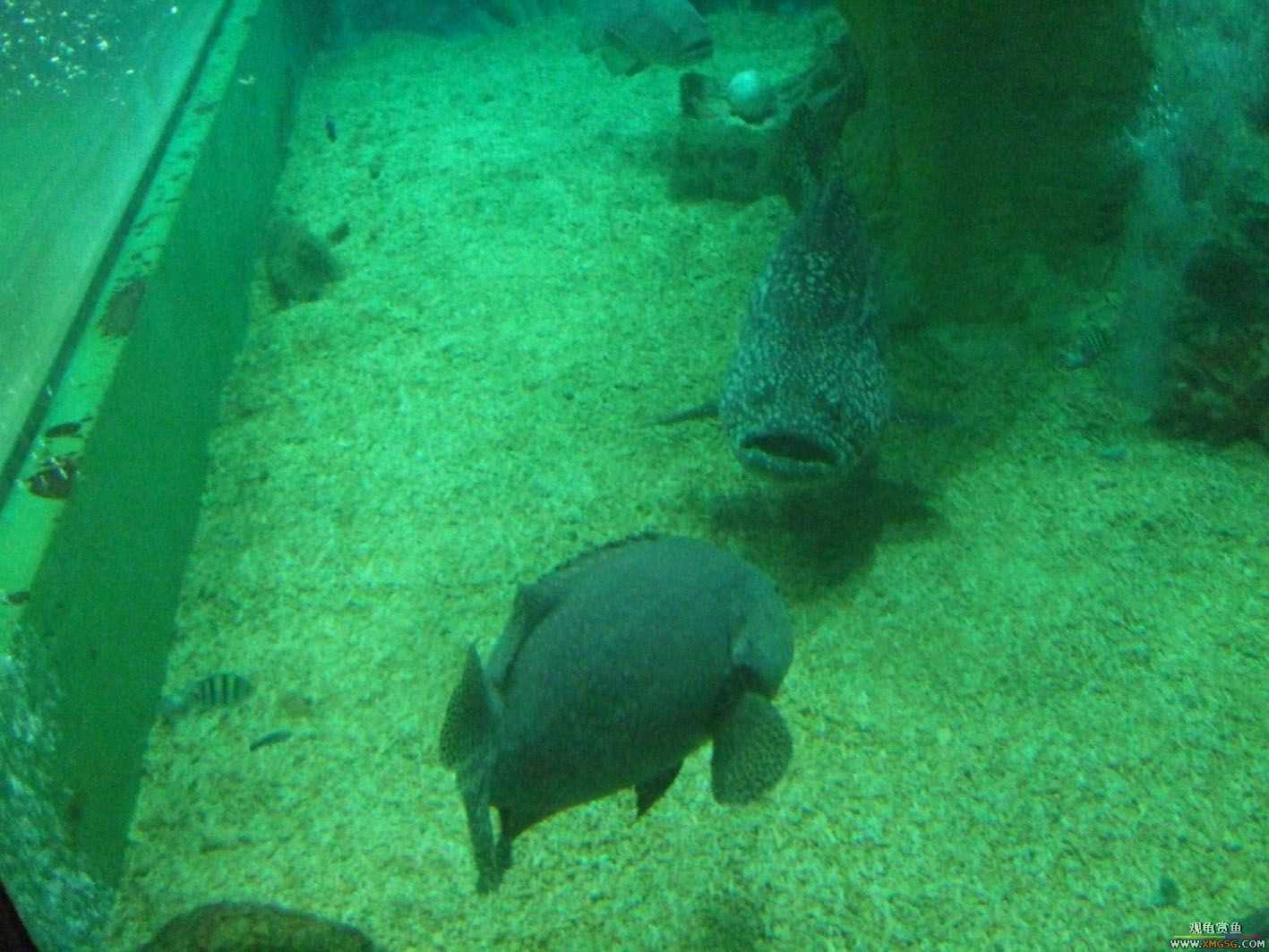 [ԭ��]5.1�ر��ж��㱨---���ں��������μ�