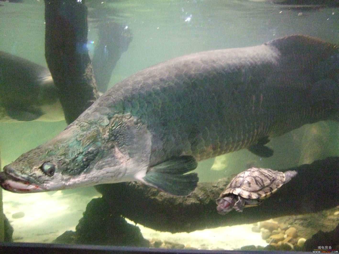 [ԭ��]5.1�ر��ж��㱨---���ں��������μ�