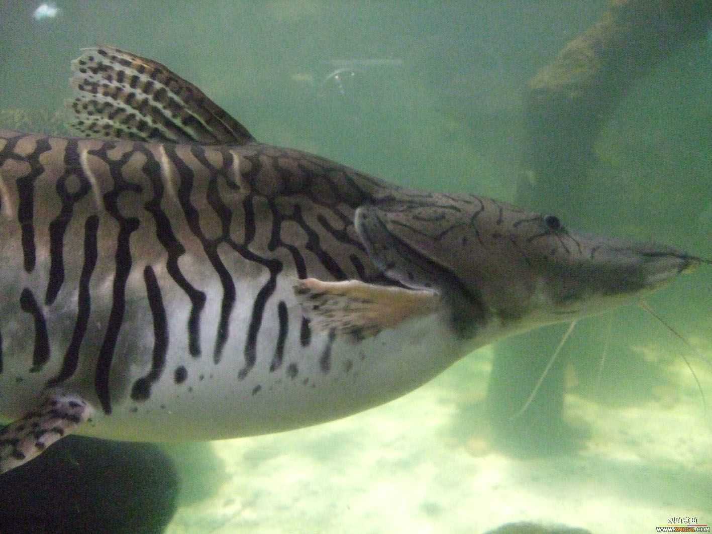 [ԭ��]5.1�ر��ж��㱨---���ں��������μ�