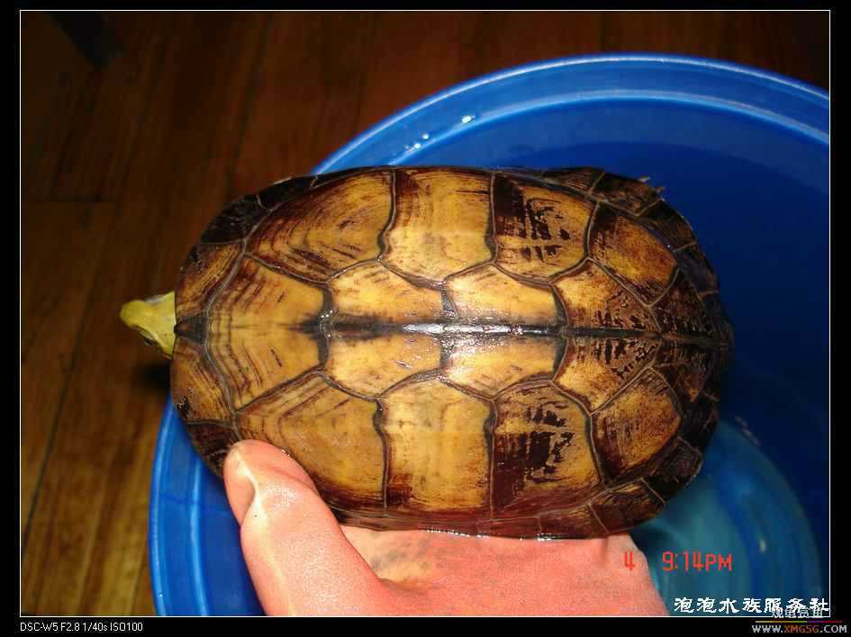 [���ݷ�����]һֻ�ǳ���ϧ������8��ĸ��