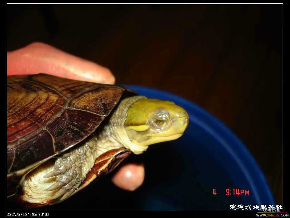 [���ݷ�����]һֻ�ǳ���ϧ������8��ĸ��