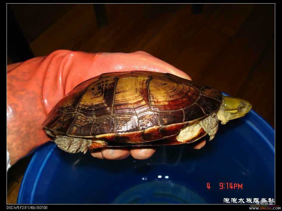 [���ݷ�����]һֻ�ǳ���ϧ������8��ĸ��