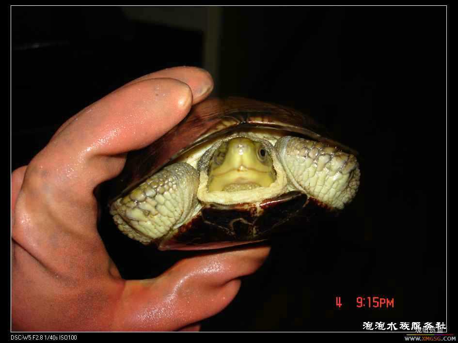 [���ݷ�����]һֻ�ǳ���ϧ������8��ĸ��