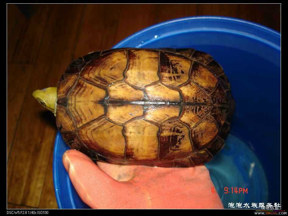 [���ݷ�����]һֻ�ǳ���ϧ������8��ĸ��