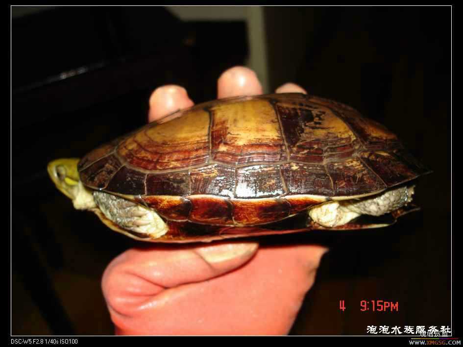 [���ݷ�����]һֻ�ǳ���ϧ������8��ĸ��