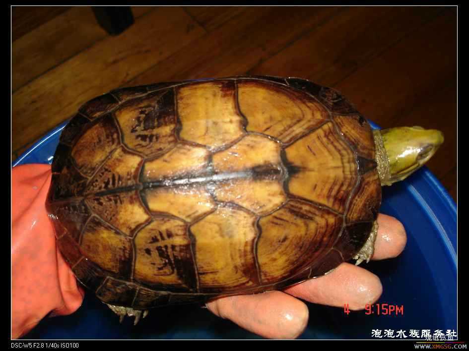 [���ݷ�����]һֻ�ǳ���ϧ������8��ĸ��