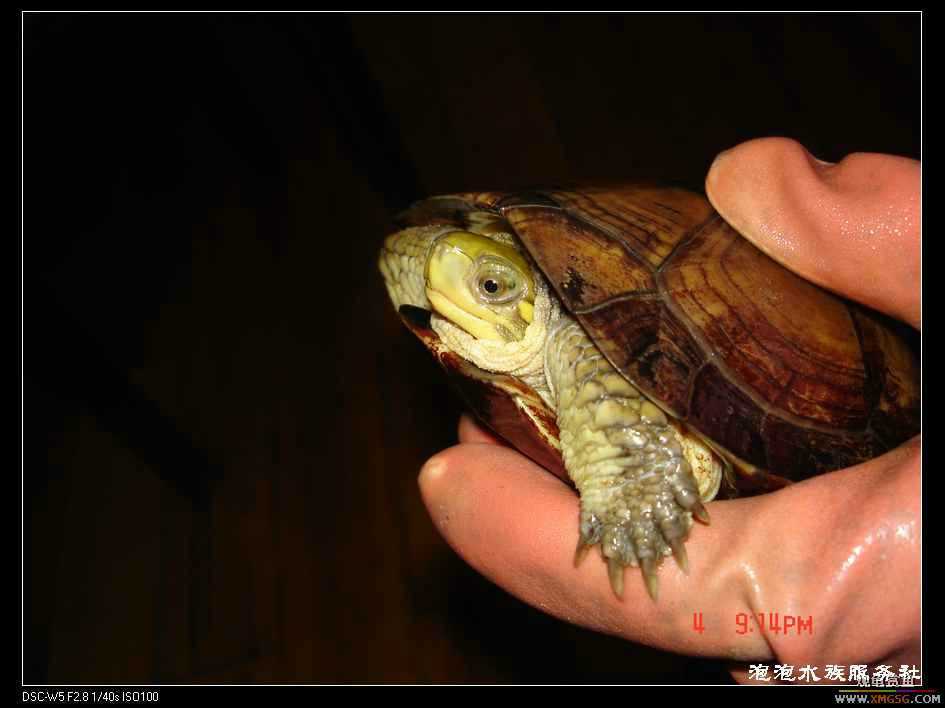 [���ݷ�����]һֻ�ǳ���ϧ������8��ĸ��