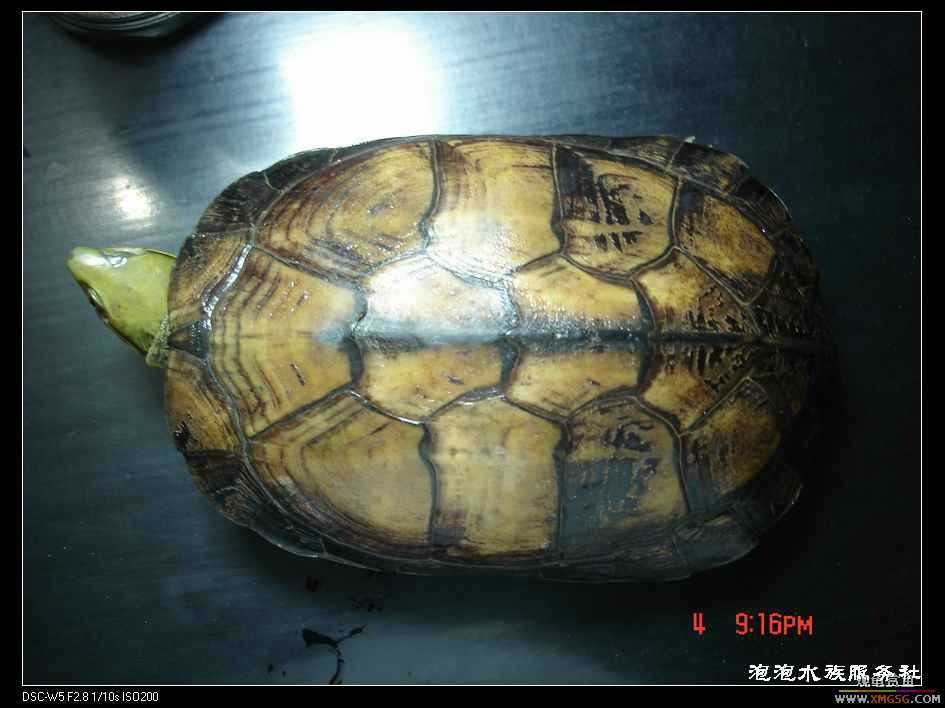 [���ݷ�����]һֻ�ǳ���ϧ������8��ĸ��