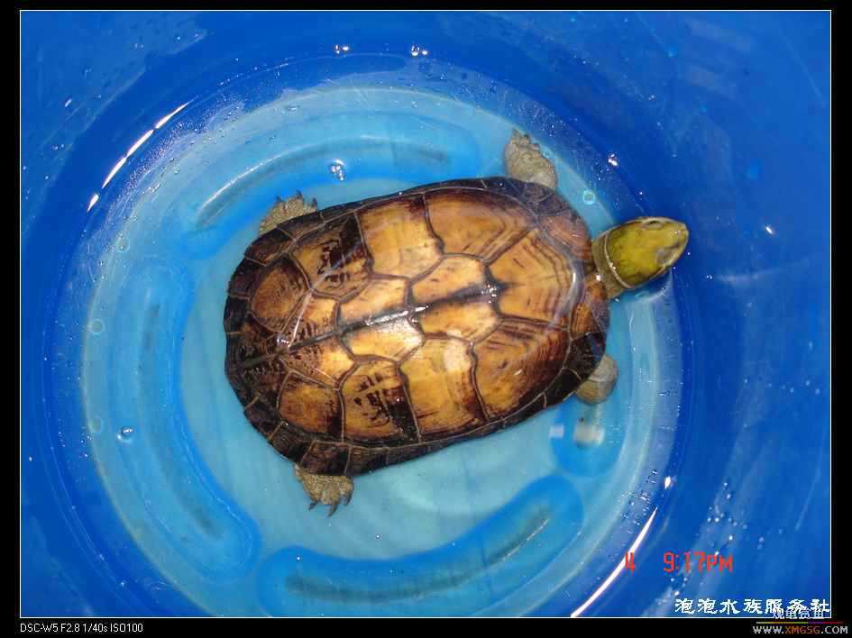 [���ݷ�����]һֻ�ǳ���ϧ������8��ĸ��