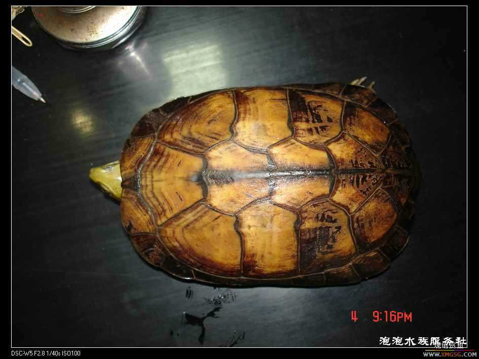 [���ݷ�����]һֻ�ǳ���ϧ������8��ĸ��