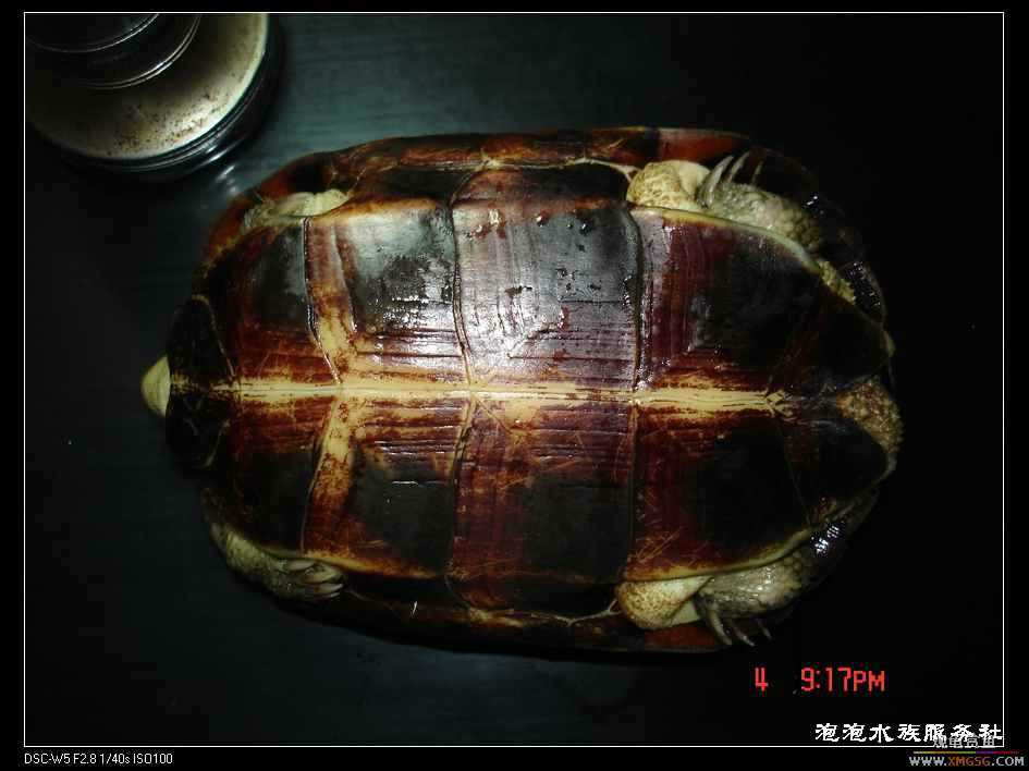 [���ݷ�����]һֻ�ǳ���ϧ������8��ĸ��