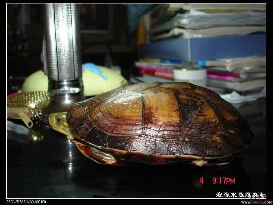 [���ݷ�����]һֻ�ǳ���ϧ������8��ĸ��