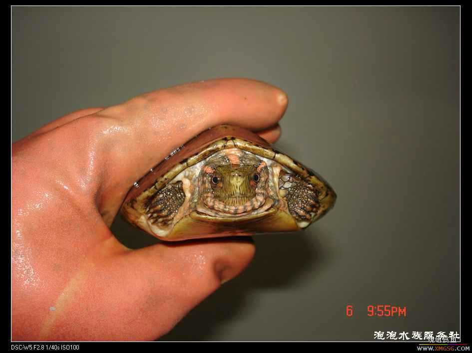 [���ݷ�����]���۳����޵�СС���ߣ�ǰ;����