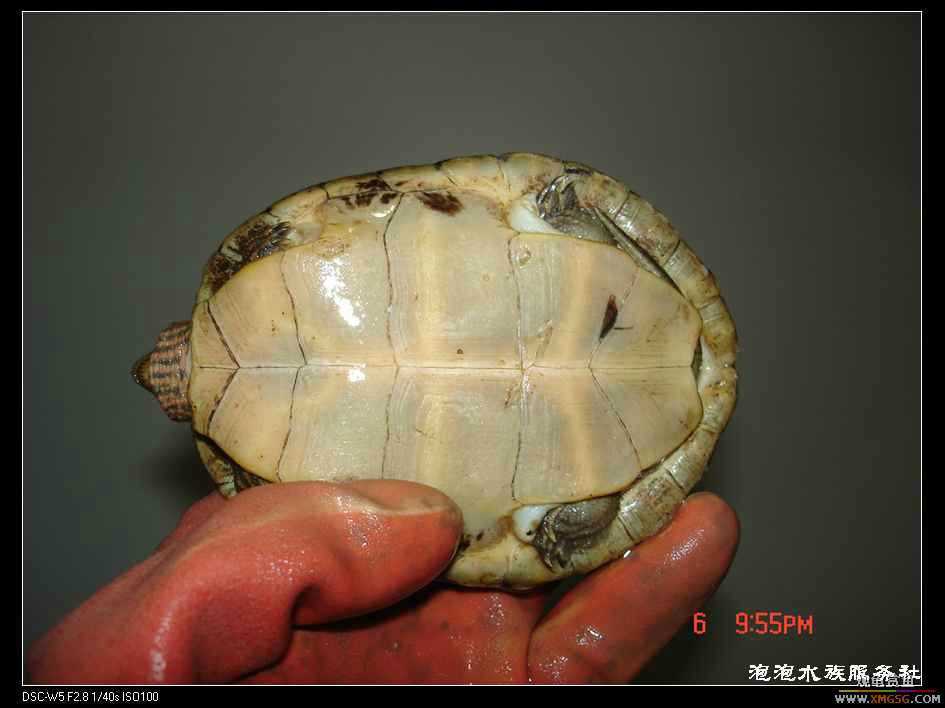 [���ݷ�����]���۳����޵�СС���ߣ�ǰ;����