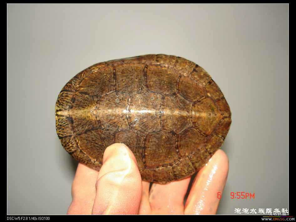 [���ݷ�����]���۳����޵�СС���ߣ�ǰ;����