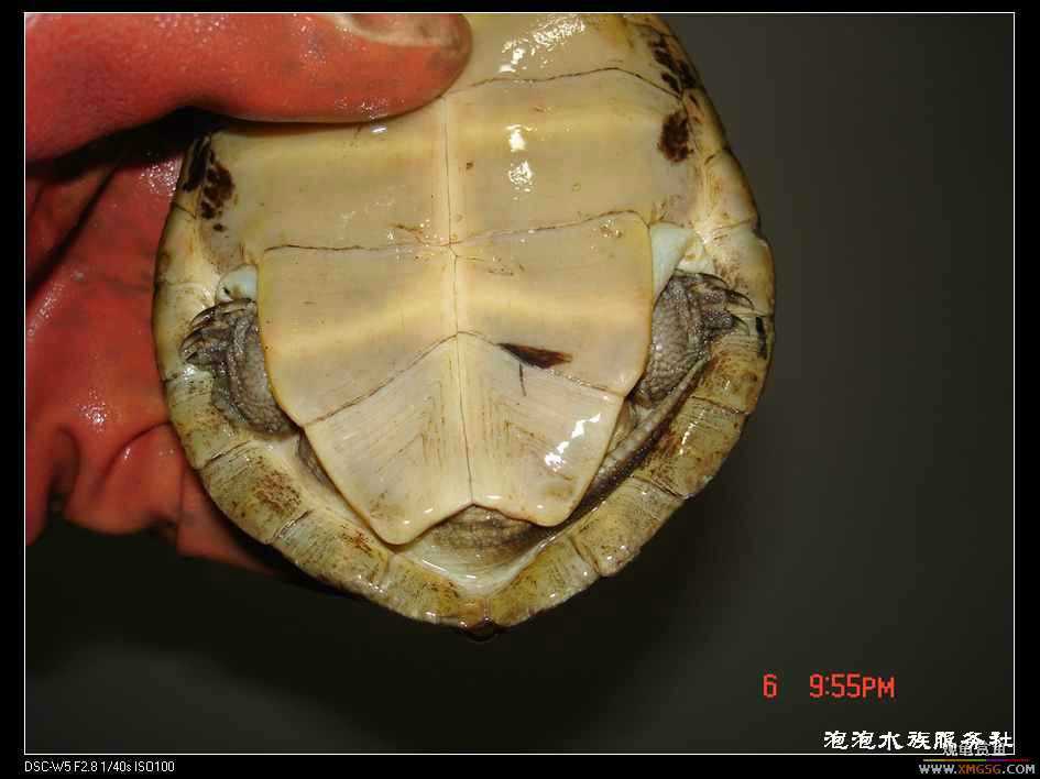 [���ݷ�����]���۳����޵�СС���ߣ�ǰ;����