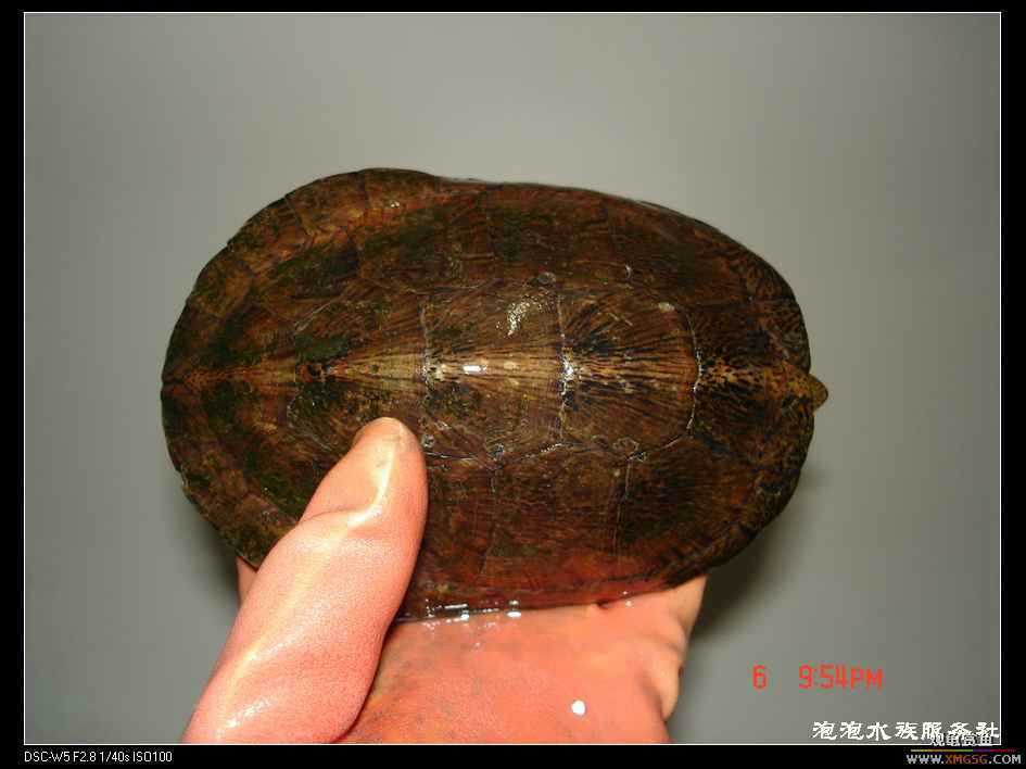 [���ݷ�����]����һ���۰����