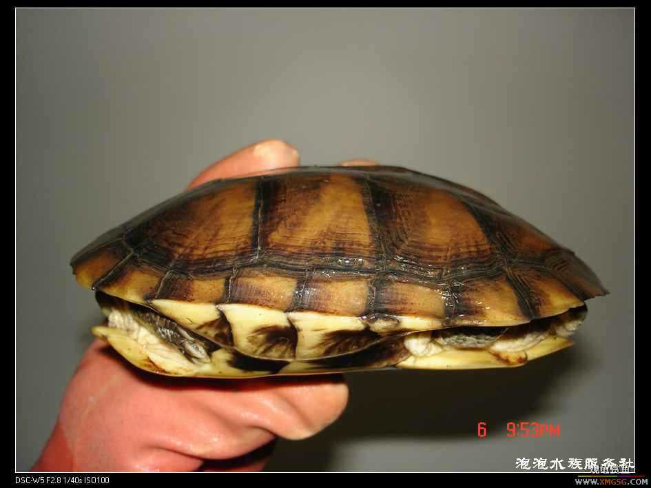 [���ݷ�����]1ֻĸ�� 8�� ����410