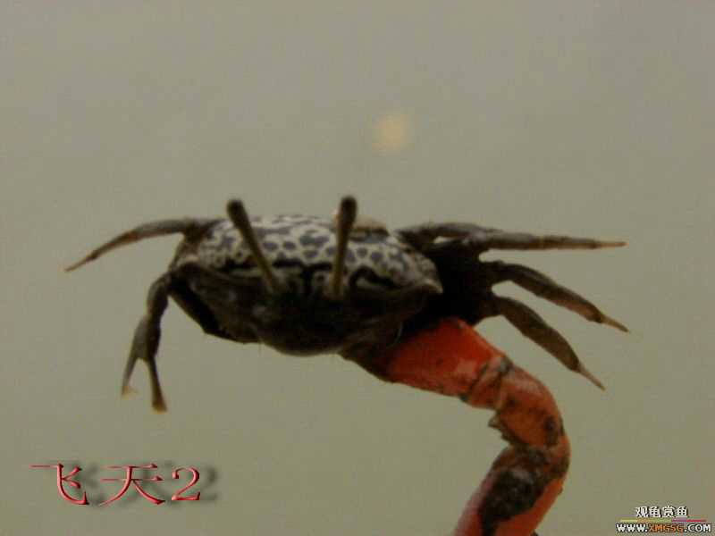 07.05.06.����������