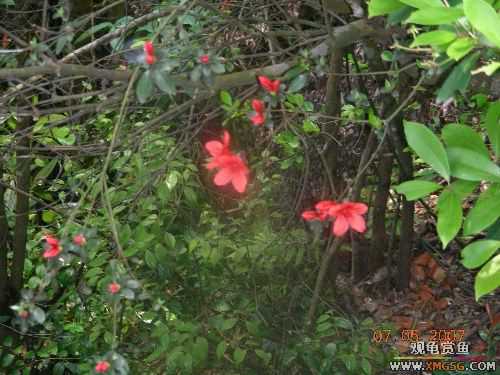 [ԭ��]������ɽ����ɭ�ֹ�԰�μ�1