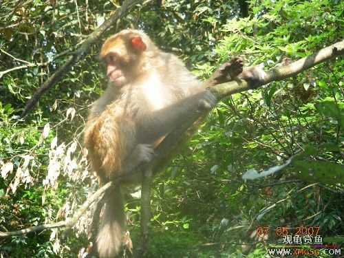 ������ɽ����ɭ�ֹ�԰�μ�2