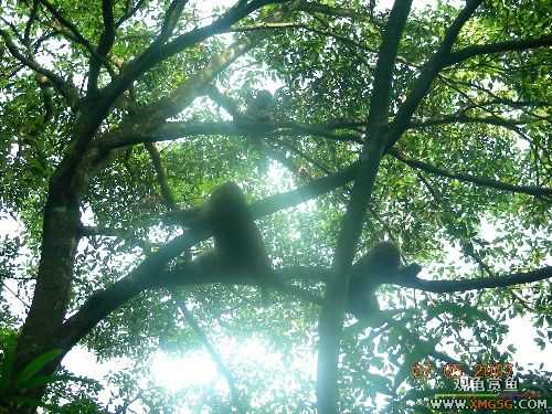 ������ɽ����ɭ�ֹ�԰�μ�2