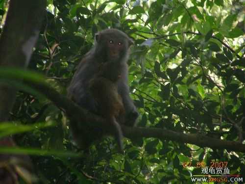 ������ɽ����ɭ�ֹ�԰�μ�2