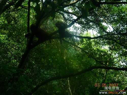 ������ɽ����ɭ�ֹ�԰�μ�2