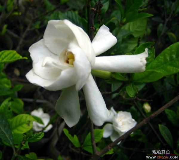 [ԭ��]���������Ჴ��С����ÿ�����ϵı��޿�