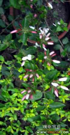 [ԭ��]���������Ჴ��С����ÿ�����ϵı��޿�