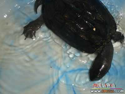 [ԭ��]l��������ֻ��