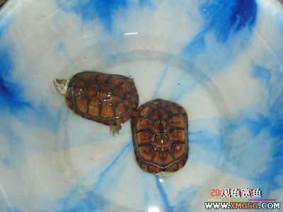 [ԭ��]l��������ֻ��