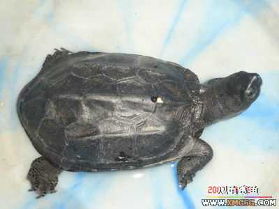 [ԭ��]l��������ֻ��