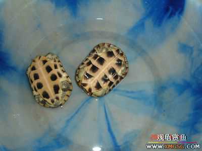 [ԭ��]l��������ֻ��