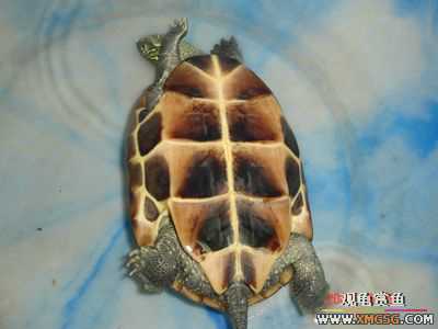 [ԭ��]l��������ֻ��