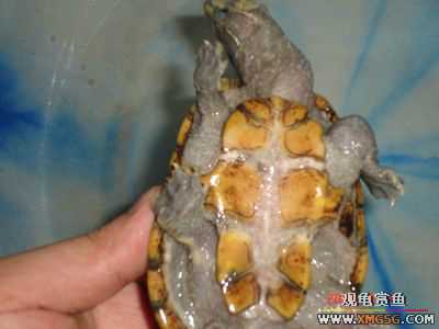 [ԭ��]l��������ֻ��