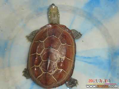 [ԭ��]l��������ֻ��