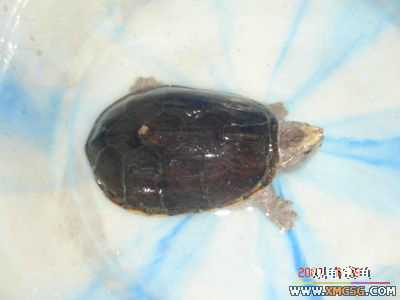 [ԭ��]l��������ֻ��