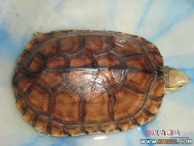 [ԭ��]l��������ֻ��