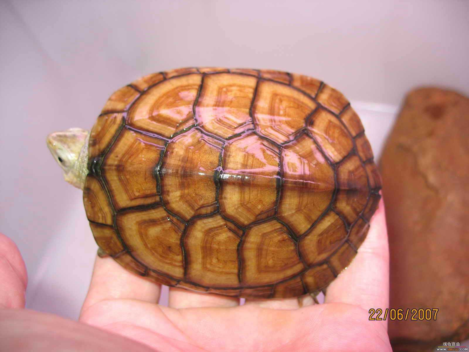 [�Ƽ�]����ƽ�۴��ת��ֻС�������룩