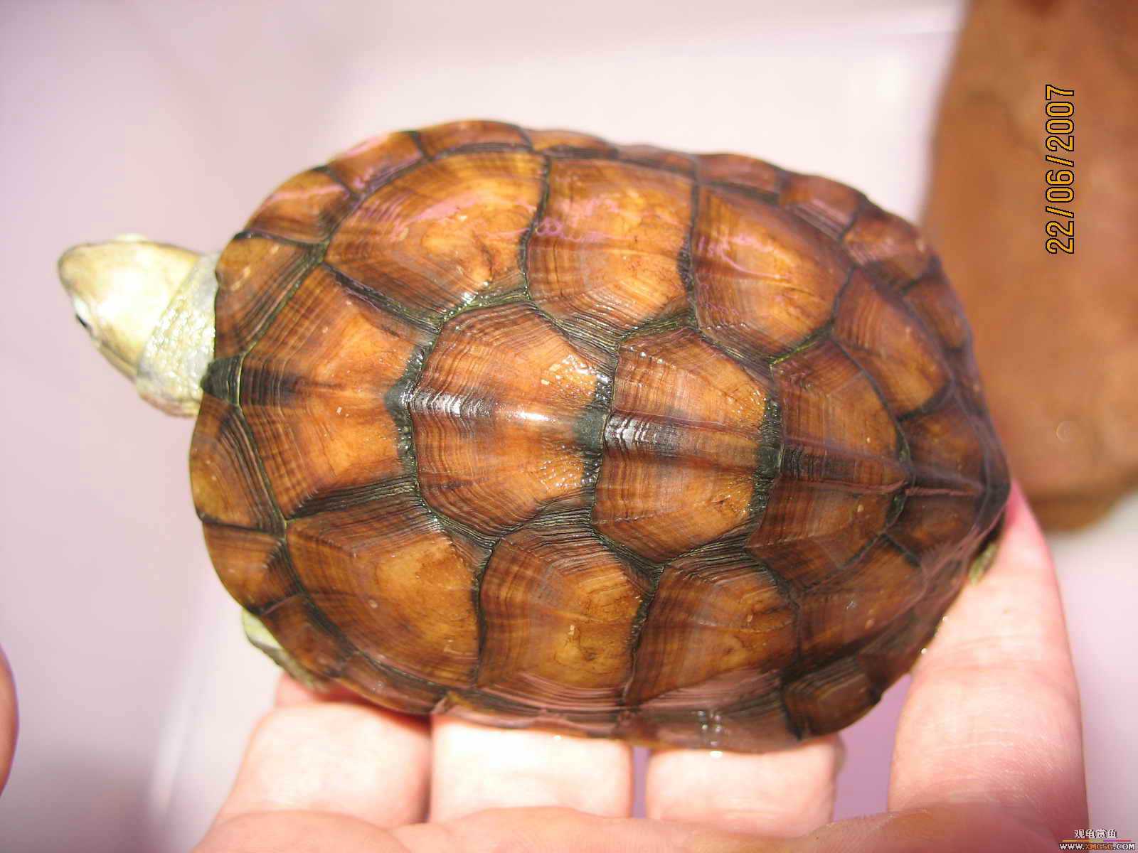 [�Ƽ�]����ƽ�۴��ת��ֻС�������룩