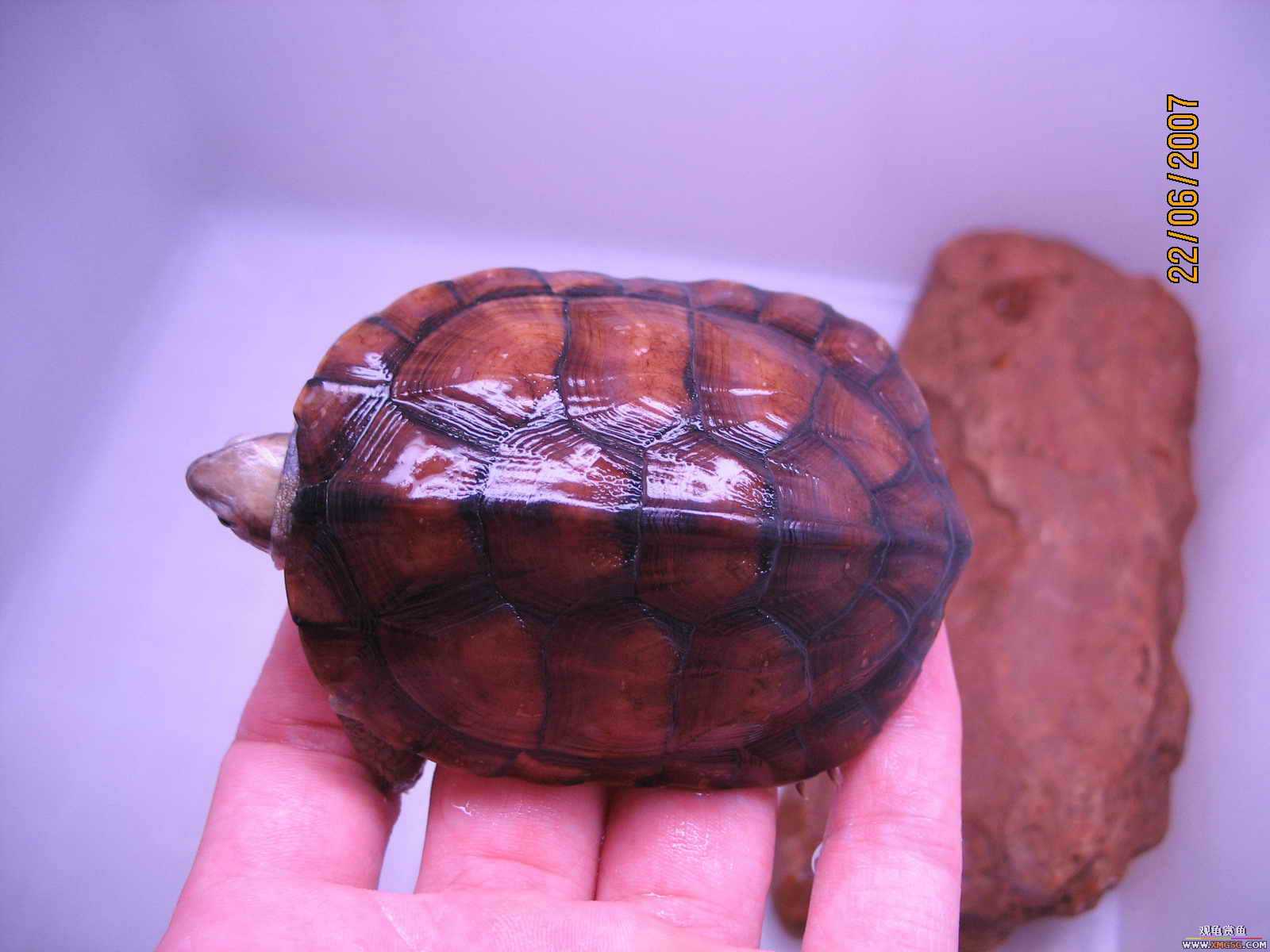 [�Ƽ�]����ƽ�۴��ת��ֻС�������룩