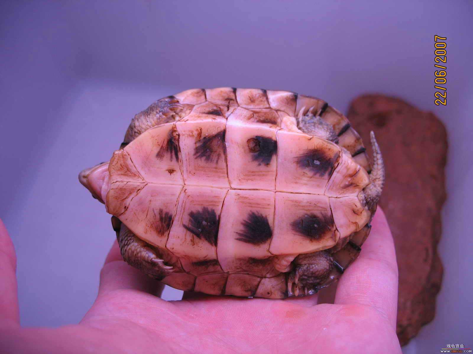 [�Ƽ�]����ƽ�۴��ת��ֻС�������룩